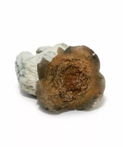 Makilla Gorilla Mushrooms