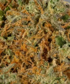 Girl Scout Cookies