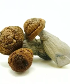 Penis Envy mushrooms