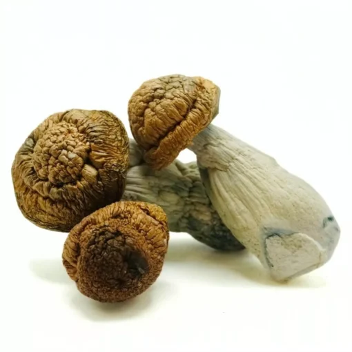 Penis Envy mushrooms