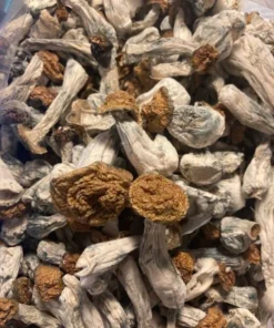 Penis Envy mushrooms
