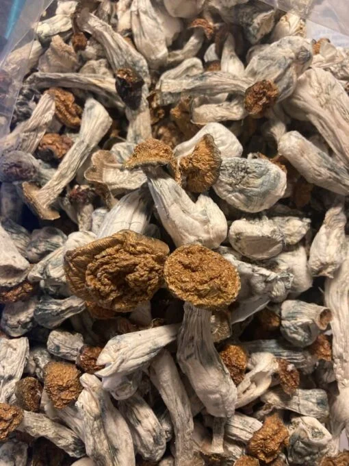 Penis Envy mushrooms